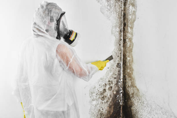 Best White Mold Remediation in Ozark, MO