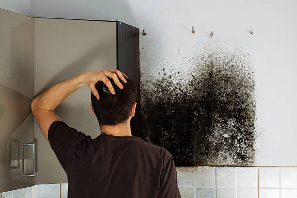 Professional Mold Remediation in Ozark, MO