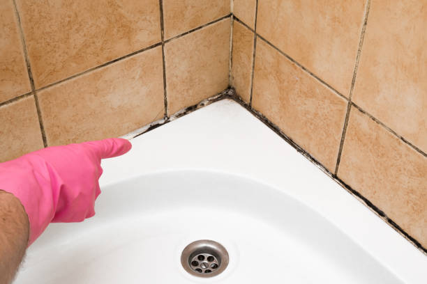 Best Crawl Space Mold Remediation in Ozark, MO